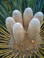 Blütenstand des Brotpalmfarns Encephalartos friderici-guilielmi