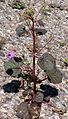 Eremalche rotundifolia "Desert five-spot"