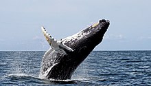 Photo of humpback in profile with most of its body out of the water, with back forming acute angle to water