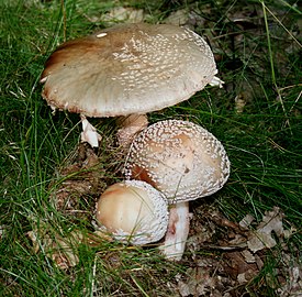 Mushrooms at various ages