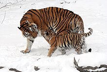 Tigress with cub in snow