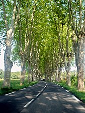 Provençal country road lined with plane trees