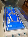 The replica of Richard III's skeleton