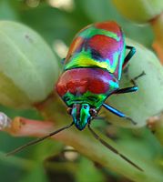 A jewel bug from the Philippines feeding on Jatropha.