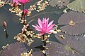Lotus flowers on the lake