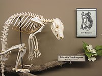 A Matschie's tree-kangaroo (Dendrolagus matschiei) skeleton
