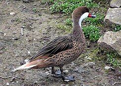 White-cheeked pintail, a species which can be found on the salt flats of Vieques.