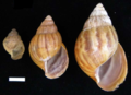 Three shells of increasing maturity