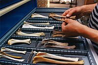 Reference collection of shin bones of pigs, dogs and other animals, Archeozoology RCE