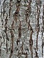 Bark of 20-year-old tree