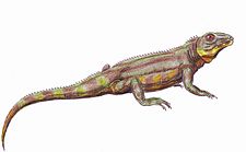 Zwei Reptilienarten mit typischem „Echsenhabitus“, die mit den Lacertiliern eher entfernt verwandt sind. Links: Nilkrokodil (Crocodylus niloticus). Rechts: † Belebey vegrandis (Lebendrekonstruktion), ein Vertreter der Parareptilien aus dem Perm von Russland.