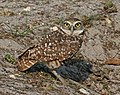 Florida burrowing owl (A. c. floridana) Florida (U.S.)