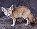 Fennec fox (national animal)[12]