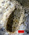 Gastrochaenolites boring in a recrystallized scleractinian coral, Matmor Formation (Middle Jurassic) of southern Israel.