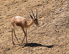 Dorcas gazelle (female)