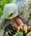 A young buzzard being ringed