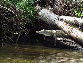 Crocodile at the edge of the river