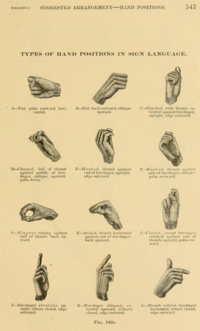 Types of hand positions in sign language. Positions A through L. A: Fist, palm outward, horizontal. B: Fist, back outward, oblique upward. C: Clinched, with thumb extended against forefinger, upright, edge outward. D: Clinched, ball of thumb against middle of forefinger, oblique, upward, palm down. E: Hooked, thumb against end of forefinger, upright, edge outward. F: Hooked, thumb against side of forefinger, oblique, palm outward. G: Fingers resting against ball of thumb, back upward. H: Arched, thumb horizontal against end of forefinger, back upward. I: Closed, except forefinger crooked against end of thumb, upright, palm outward. J: Forefinger straight, upright, others closed, edge outward. K: Forefinger obliquely extended upward, others closed, edge outward. L: Thumb vertical, forefinger horizontal, others closed, edge outward.