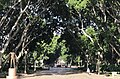 Fig avenue in Hyde Park, Sydney