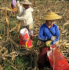 Hand-picking maize, Myanmar
