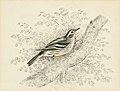 Black and White Warbler, pen and watercolour, 1845
