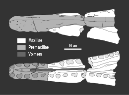 diagram of the partial upper jaw of the holotype seen from above and below, consisting of the premaxillae, maxillae, and vomers
