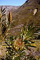 Echter Zuckerbusch (Protea repens)
