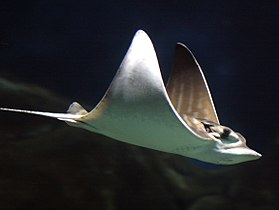Bull rays (Aetomylaeus bovinus) are found along European and African coasts.
