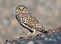 Western burrowing owl (A. c. hypugaea) California (U.S.)