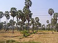 Toddy palm trees of Phetchaburi