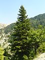 Abies cilicica in the Horsh Ehden reserve, Lebanon
