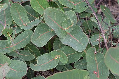 Angophora hispida: Opposite & decussate leaves