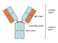 Heavy and light chains, variable and constant regions of an antibody.