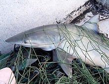 Shark entangled in a net on board a fishing vessel