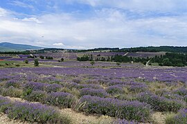 Lavender fields in Sault
