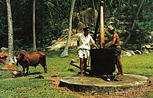 Traditional way of making coconut oil using an ox-powered mill in Seychelles