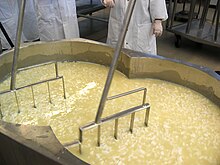 A large cheese vat containing curds and whey