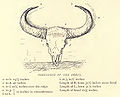 Dimensions of Bison horns