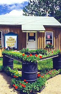 Flats of perennials greet visitors at the Tender Tourist Trap in Marcell, MN