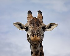 Close up of giraffe face in Masai Mara