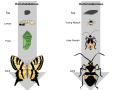 In both stages of metamorphosis, the insect begins the cycle as an egg. In a complete metamorphosis the insect passes through four distinct phases which produce an adult that does not resemble the larvae. In an incomplete metamorphosis an insect does not go through a full transformation, but instead transitions from a nymph to an adult by molting its exoskeleton.