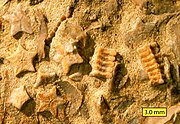 Crinoid columnals (Isocrinus nicoleti) from the Middle Jurassic Carmel Formation at Mount Carmel Junction, Utah