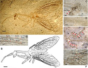 Juroraphidia longicollum (†Juroraphidiidae) transitional fossil of Middle Jurassic age, from China[10]