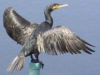 Great cormorants are typically used by Chinese fishers