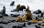 A group of South American sea lions on the beach