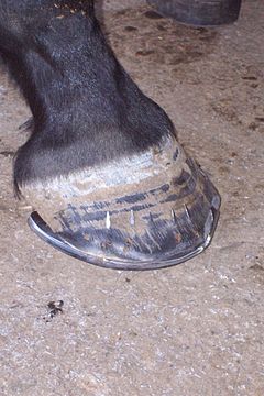 The nails driven through the hoof, but not yet bent downwards