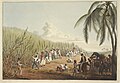 Image 10Sugar plantation in the British colony of Antigua, 1823 (from History of the Caribbean)