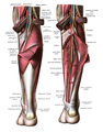 Nerves, arteries and veins surrounding the gastrocnemius and soleus.
