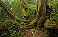 Image 48Antarctic beech old-growth in Lamington National Park, Queensland, Australia (from Old-growth forest)