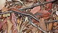 Soutpansberg rock lizard, Vhembelacerta rupicola